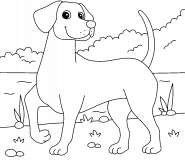 Chien de race Vizsla - coloriage n° 1006