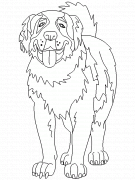 Le Saint Bernard, chien des montagnes - coloriage n° 36