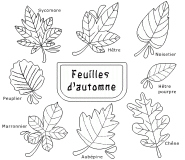 Feuilles d'automne - coloriage n° 588